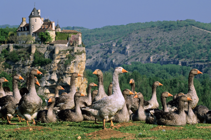 Foie gras d’oie